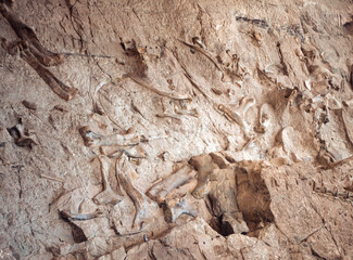 Dinosaur bones in the Dinosaur National Monument