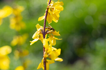 Wasp on a yellow blossoming flower of a forsythia bush. Spring mood, garden aromas.