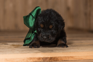 Tibetan Mastiff puppy with green ribbon