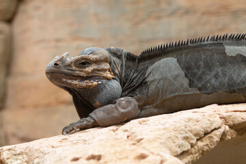 The rhinoceros iguana is the largest of their genus