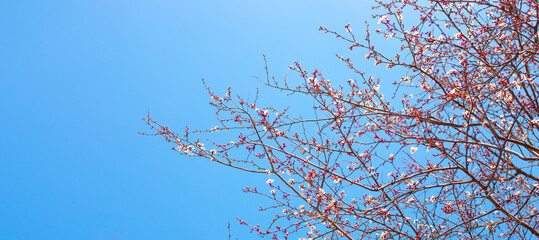 Blooming branches of fruit trees against the blue sky on a spring day. Atmospheric mood, garden aromas.