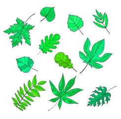 A set of leaves - maple, birch, ash, mountain ash, chestnut, poplar, oak, they are drawn in green in the style of cartoon. Isolated on a white background. Stock vector illustration.