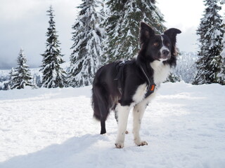 Border collie canicross in winter time