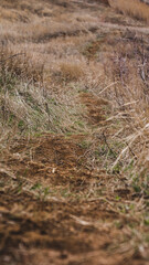 Beaten path in the field