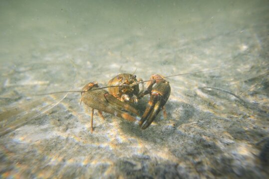 Noble crayfish Astacus astacus in a lake (natural habitat), close-up underwater shot. Crayfish plague, European wildlife, carcinology, zoology, environmental protection, science, research