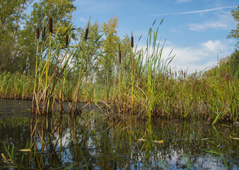 landscape blooming swamp with reeds