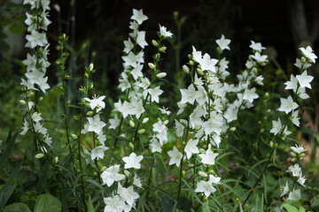 White bell flowers (Campanula persicifolia) growing in garden, close-up, blurred green background. Summer