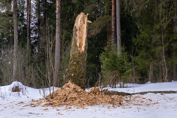 The rotten trunk of a thick tree on the edge of the forest on a winter day.