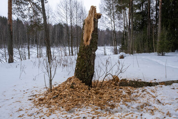 The rotten trunk of a thick tree on the edge of the forest on a winter day.