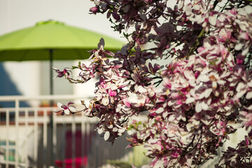 Blooming magnolias in the old quarters of Strasbourg, warm sunny spring.