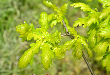 Young cherry oak foliage (Quercus robur L.). Spring