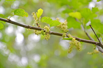 Mulberry inflorescences black (Morus nigra L.)