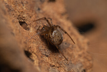 Steatoda castanea on a bark of cork oak
