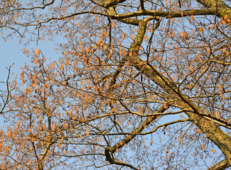 Branches of black alder with earrings on the background of the sky. Spring