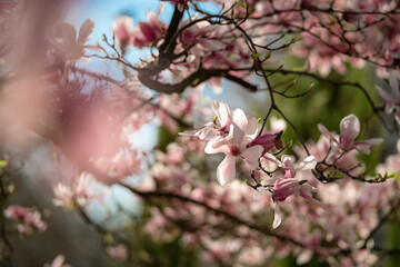 Blooming magnolias in the old quarters of Strasbourg, warm sunny spring.