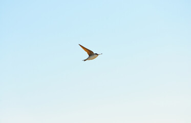 Common house martin (Delichon urbicum) flying from a nest. Clear blue sky. Symbol of hope, peace,...