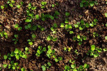 young shoots of sugar beet