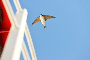 Common house martin (Delichon urbicum) flying from a nest. Clear blue sky. Symbol of hope, peace,...