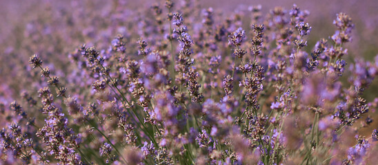 close up lavender flowers banner, young fields in summer time