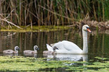Schwan mit Küken 16