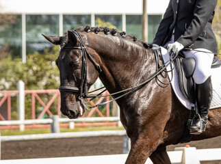 Dressage competition riders and horses, outdoors show.