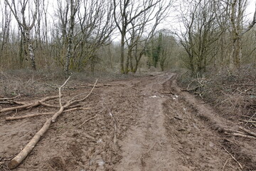 muddy path in the forest