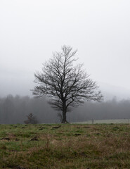 tree in fog