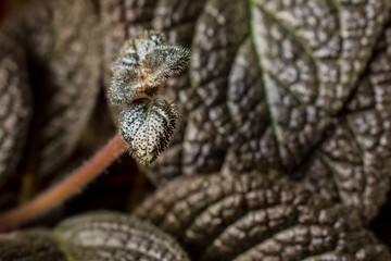 Close up dark green plant leaves with some textures in a house 