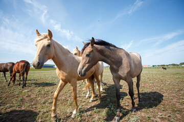 Fototapeta na wymiar Horses grazing in the pasture at a horse farm