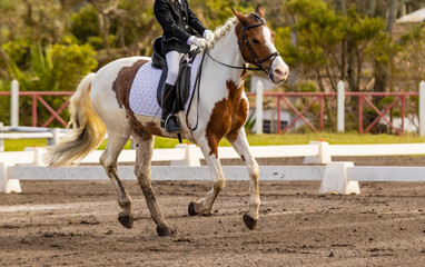Dressage competition riders and horses, outdoors show.