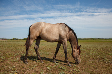 Fototapeta premium young horse or colt grazing at a horse farm
