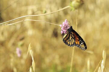 Monarch butterfly in purple flower