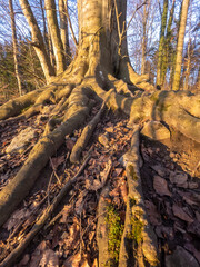 Branched tree roots in the forest in golden hour