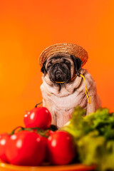 Close up of tired cute pug with red tomatoes on orange background. Relaxed dog in straw hat with vegetables after harvest. Concept of agriculture and organic food.