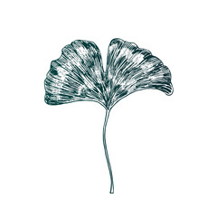 Ginkgo biloba (ginkgo, gingko,maidenhair tree) leaf, gravure style hand drawn vector ink drawing illustration