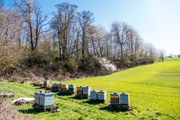 Bienenkästen am Waldrand im Frühjahr