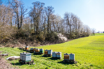 Bienenk&auml;sten am Waldrand im Fr&uuml;hjahr