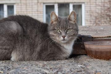 a gray stray cat lies near an empty bowl. an abandoned stray cat. pet on the street