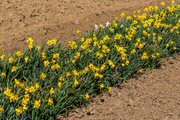 Osterglocken Anbau im Feld
