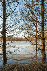 The coastline of a forest lake with dry grass and pine trees without snow. The last ice floes are floating in the lake. The lake is covered with ice melting in the sun