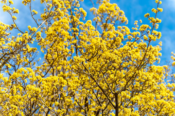 Blooming yellow bush against the blue sky 