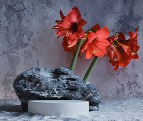 Background for cosmetic products scene with cylinder, stone rock and red flower. Concrete round...