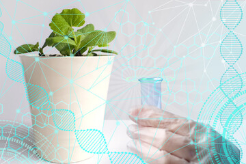 young pumpkin sprouts in pot, scientist's hand with test tube, concept of soil moisture, gardening, planting seedlings for garden, plant care, herbal medicine, genetic modification of vegetables