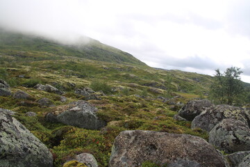nature at the Hardangervidda national park, Norway
