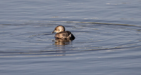 Diving duck
