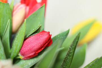 A bunch flowers of fresh multicolor tulips. Beautiful tulips in a bud with water drops. Selective focus