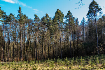 Fototapeta na wymiar Wiederaufforstung mit Jungbäumen im Nadelwald