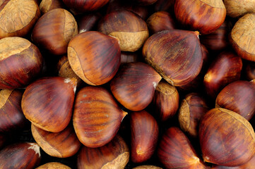 Fresh ripe uncooked Spanish chestnuts in shells background