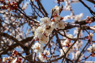blooming apricot tree in spring