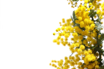 白バックのミモザの花